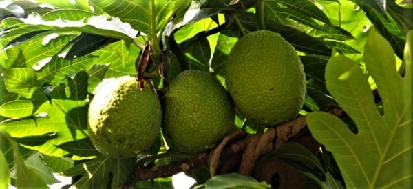 Haakakai o te mei &ndash; L&eacute;gende du fruit &agrave; pain &ndash; Nuku Hiva